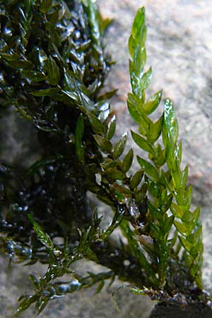 Fontinalis antipyretica \ Brunnen-Moos / Willow Moss, Antifever Fontinalis Moss, D Heidelberg 14.9.2008