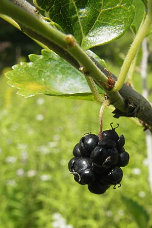 Morus nigra \ Schwarzer Maulbeerbaum / Common Mulberry, D Zeutern 23.6.2012