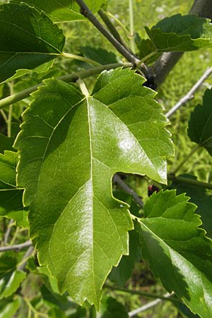 Morus nigra \ Schwarzer Maulbeerbaum / Common Mulberry, D Zeutern 23.6.2012