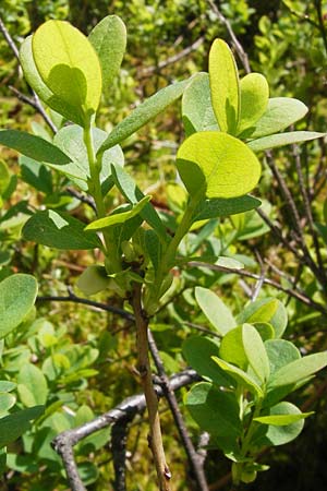 Vaccinium uliginosum / Bog Bilberry, D Black-Forest, Kaltenbronn 8.6.2013