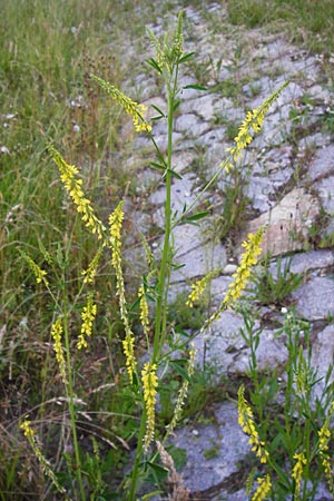 Melilotus officinalis \ Echter Steinklee, Gewhnlicher Honigklee / Ribbed Melilot, D Passau 10.6.2014