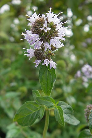 Mentha aquatica / Water Mint, D Heidelberg 6.9.2009