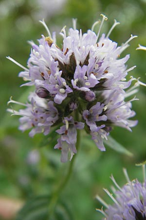 Mentha aquatica \ Wasser-Minze / Water Mint, D Heidelberg 6.9.2009