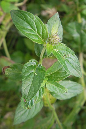 Mentha aquatica / Water Mint, D Heidelberg 6.9.2009