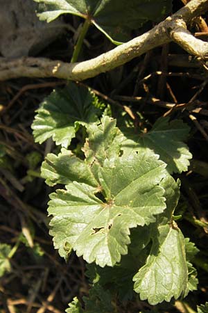 Malva pusilla \ Nordische Malve, Kleinbltige Malve / Little Mallow, Small-Flowered Marsh Mallow, D Ludwigshafen 10.10.2011