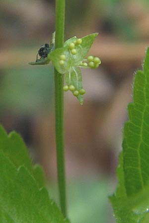 Mercurialis perennis \ Wald-Bingelkraut, D Taunus, Hahnstätten 30.4.2012