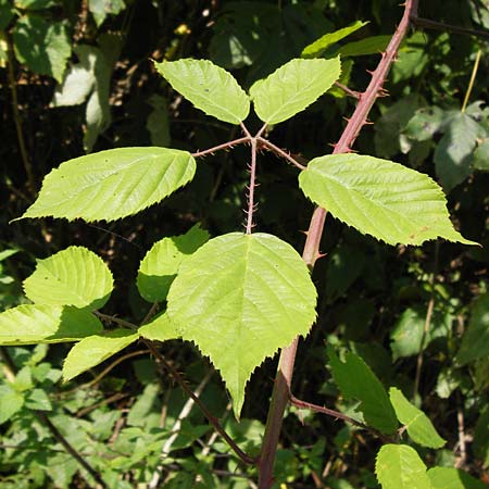 Rubus macrophyllus \ Breitblttige Brombeere / Large Leaved Bramble, D Odenwald, Ober-Liebersbach 28.8.2013