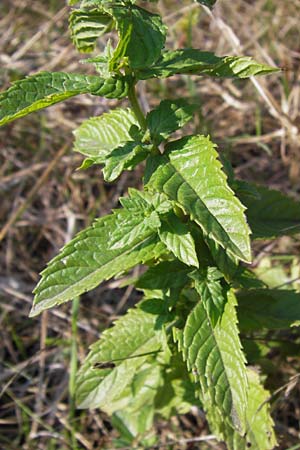 Mentha x piperita \ Pfeffer-Minze / Pepper Mint, D Worms 29.8.2013