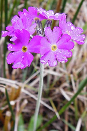 Primula farinosa \ Mehl-Primel / Bird's-Eye Primrose, D Inning 3.5.2014