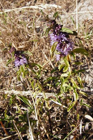 Mentha pulegium \ Polei-Minze, D Pfalz, Speyer 2.7.2014