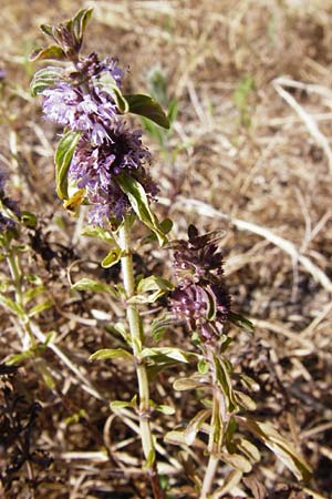 Mentha pulegium \ Polei-Minze / Squaw Mint, Pennyroyal, D Pfalz, Speyer 2.7.2014