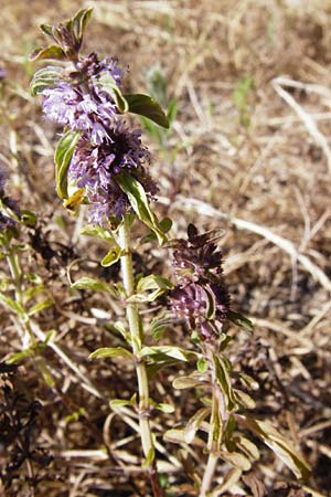 Mentha pulegium \ Polei-Minze / Squaw Mint, Pennyroyal, D Pfalz, Speyer 2.7.2014