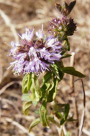 Mentha pulegium \ Polei-Minze / Squaw Mint, Pennyroyal, D Pfalz, Speyer 2.7.2014