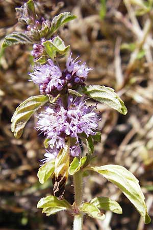 Mentha pulegium \ Polei-Minze / Squaw Mint, Pennyroyal, D Pfalz, Speyer 2.7.2014