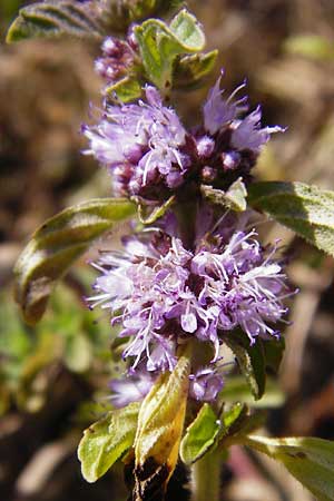 Mentha pulegium \ Polei-Minze, D Pfalz, Speyer 2.7.2014