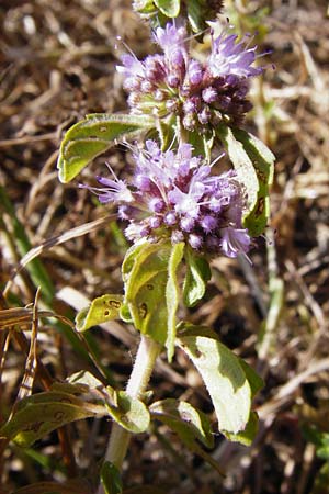 Mentha pulegium / Squaw Mint, Pennyroyal, D Pfalz, Speyer 2.7.2014