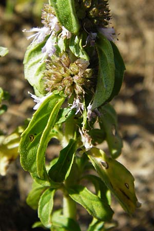 Mentha pulegium \ Polei-Minze, D Pfalz, Speyer 2.7.2014