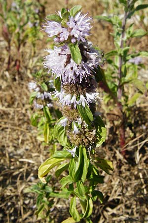 Mentha pulegium \ Polei-Minze / Squaw Mint, Pennyroyal, D Pfalz, Speyer 2.7.2014