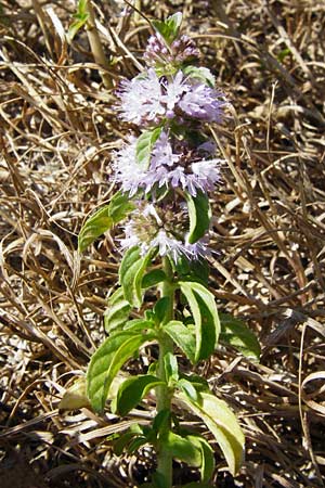 Mentha pulegium \ Polei-Minze / Squaw Mint, Pennyroyal, D Pfalz, Speyer 2.7.2014