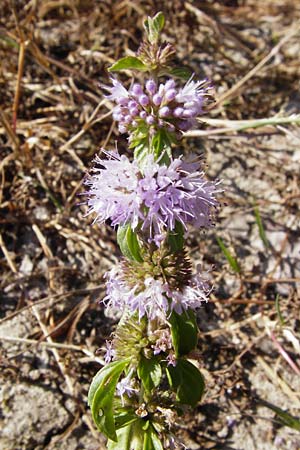 Mentha pulegium \ Polei-Minze / Squaw Mint, Pennyroyal, D Pfalz, Speyer 2.7.2014