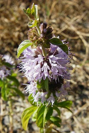 Mentha pulegium \ Polei-Minze, D Pfalz, Speyer 2.7.2014