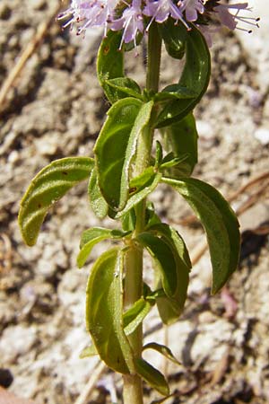 Mentha pulegium \ Polei-Minze / Squaw Mint, Pennyroyal, D Pfalz, Speyer 2.7.2014