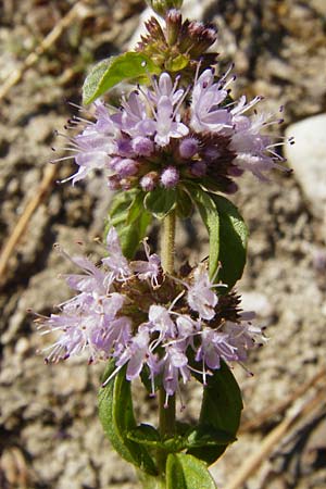 Mentha pulegium \ Polei-Minze / Squaw Mint, Pennyroyal, D Pfalz, Speyer 2.7.2014