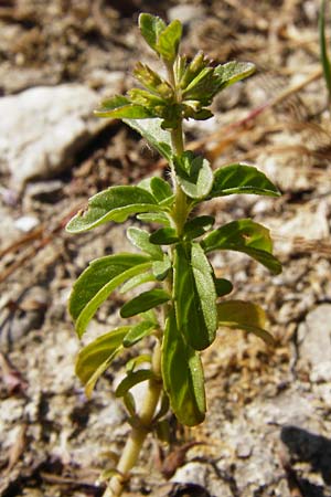 Mentha pulegium \ Polei-Minze, D Pfalz, Speyer 2.7.2014