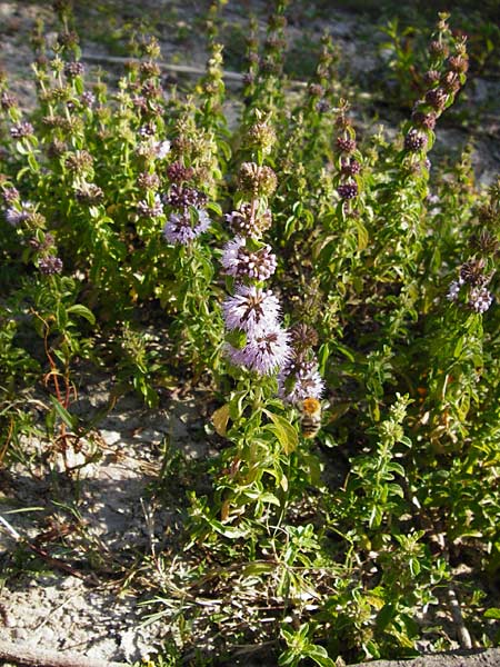 Mentha pulegium \ Polei-Minze / Squaw Mint, Pennyroyal, D Pfalz, Speyer 2.7.2014