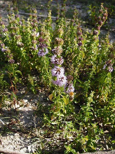 Mentha pulegium \ Polei-Minze, D Pfalz, Speyer 2.7.2014