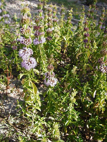 Mentha pulegium / Squaw Mint, Pennyroyal, D Pfalz, Speyer 2.7.2014