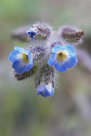 Myosotis ramosissima \ Hgel-Vergissmeinnicht / Early Forget-me-not, D Sandhausen 2.5.2009