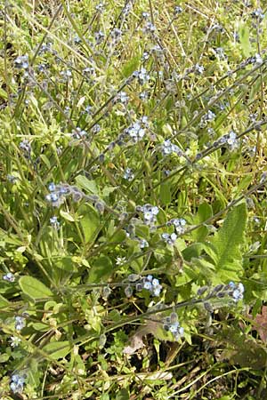 Myosotis ramosissima \ Hgel-Vergissmeinnicht, D Mannheim 3.5.2009