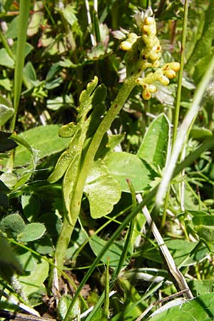 Botrychium lunaria \ Mondraute / Moonwort, D Wetzlar 17.5.2014