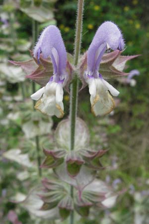 Salvia sclarea \ Muskateller-Salbei / Clary Sage, D Lorsch 1.7.2007