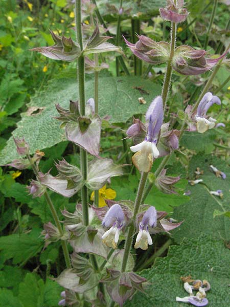 Salvia sclarea / Clary Sage, D Lorsch 1.7.2007