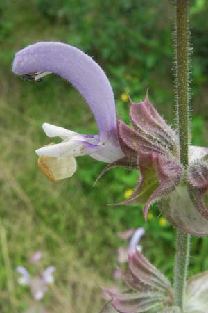 Salvia sclarea / Clary Sage, D Lorsch 1.7.2007