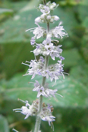 Mentha spicata \ Grne Minze, hrige Minze / Spear-Mint, D Odenwald, Wilhelmsfeld 27.8.2009