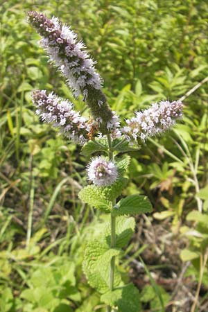 Mentha suaveolens / Round-Leaved Mint, Apple Mint, D Kaiserslautern-Einsiedlerhof 4.9.2010