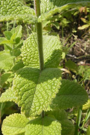 Mentha suaveolens \ Rundblttrige Minze, Apfel-Minze, D Kaiserslautern-Einsiedlerhof 4.9.2010