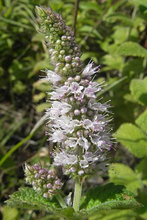 Mentha suaveolens \ Rundblttrige Minze, Apfel-Minze, D Kaiserslautern-Einsiedlerhof 4.9.2010