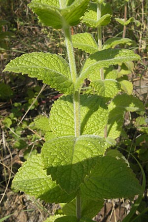 Mentha suaveolens \ Rundblttrige Minze, Apfel-Minze / Round-Leaved Mint, Apple Mint, D Kaiserslautern-Einsiedlerhof 4.9.2010