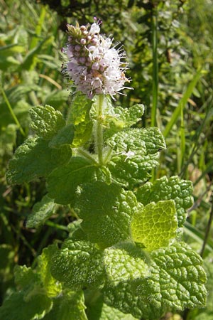 Mentha suaveolens \ Rundblttrige Minze, Apfel-Minze / Round-Leaved Mint, Apple Mint, D Pfalz, Landau 24.9.2011