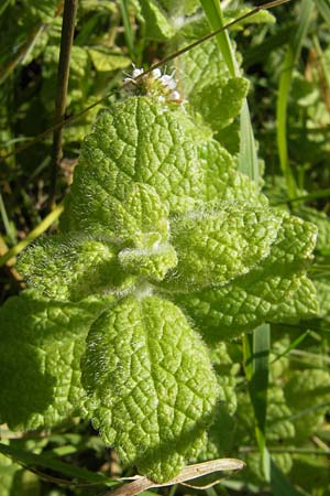 Mentha suaveolens \ Rundblttrige Minze, Apfel-Minze / Round-Leaved Mint, Apple Mint, D Pfalz, Landau 24.9.2011