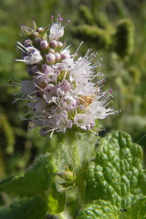 Mentha suaveolens \ Rundblttrige Minze, Apfel-Minze / Round-Leaved Mint, Apple Mint, D Pfalz, Landau 24.9.2011