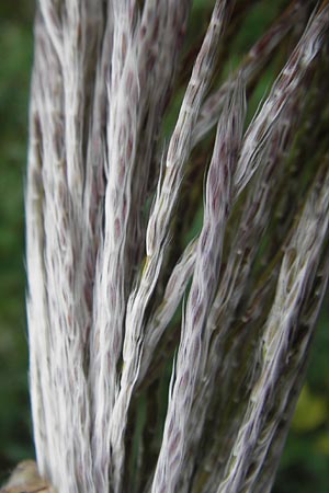 Miscanthus sacchariflorus \ Silberfahnen-Gras, Groes Stielblten-Gras / Amur Silver Grass, D Neckarsteinach 5.10.2011