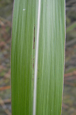 Miscanthus sacchariflorus / Amur Silver Grass, D Neckarsteinach 5.10.2011