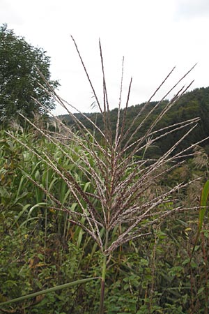 Miscanthus sacchariflorus \ Silberfahnen-Gras, Groes Stielblten-Gras / Amur Silver Grass, D Neckarsteinach 5.10.2011