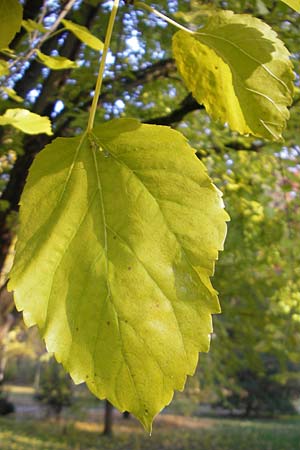 Morus nigra \ Schwarzer Maulbeerbaum / Common Mulberry, D Schwetzingen, Schloßpark 13.11.2011