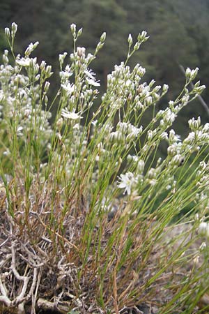 Minuartia setacea / Bristle Sandwort, D Kipfenberg 7.6.2012